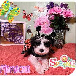Miniature Schnauzer Puppies from Amaya Lara Schnauzers