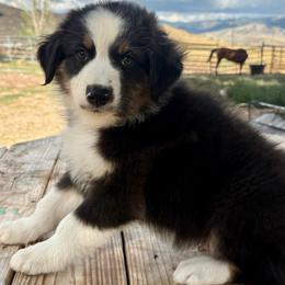 Cove - Black tri-color male Australian Shepherd puppy in Preston, Idaho from KC Bar Ranch Aussies