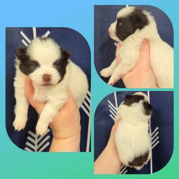 Fudge swirl - Chocolate parti male Pomeranian puppy in Creswell, North Carolina from Grace's Poms🐾💕