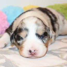Jovi - Blue merle female Australian Shepherd puppy in Colorado from Firestone Australian Shepherds