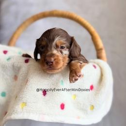 Juliette - Chocolate and tan female Dachshund puppy in Robesonia, Pennsylvania from Happily Ever After’s Puppies