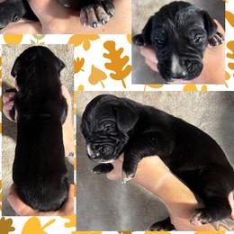 Satin - Black male Great Dane puppy in Wellsville, New York from Prophecy Danes