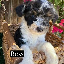 Ross - Black phantom male Aussiedoodle puppy in Bakersfield, California from Annie's Aussies