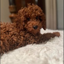 Poodle Puppies from Jeter's Pick of the Litter