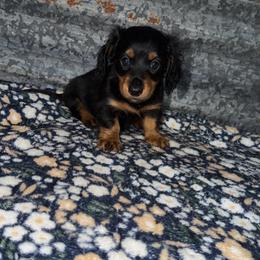 Girl 1 - Black and tan female Dachshund puppy in Liberty, Mississippi from Liberty Oaks Aussies and Dachshunds
