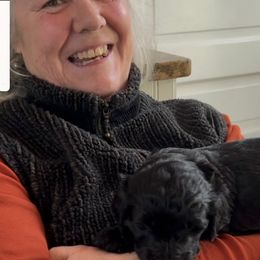 Simone Biles - Black Barbet puppy in New Bedford, Massachusetts from Barbie's Barbets