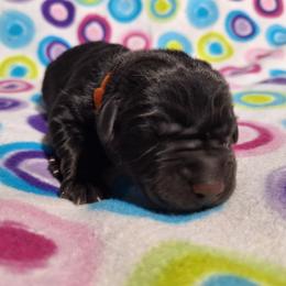 Sleepy - Black male Labrador Retriever puppy in Bemidji, Minnesota from Northern Star Elite Quality Labrador Retrievers