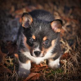Pembroke Welsh Corgi Puppies from Dream Corgis
