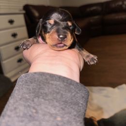 Girl 2 - Black and tan female Dachshund puppy in Aragon, Georgia from Daschunds Unlimited