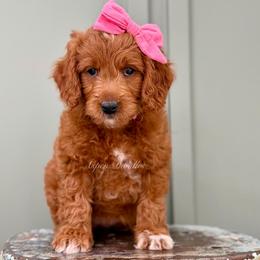 Meadow (Pink collar) - Apricot female Goldendoodle puppy in Salem, Utah from Aspen Doodles