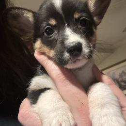 Cookie - Black and tan female Pembroke Welsh Corgi puppy in Orangevale, California from Corgis of the Heart