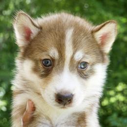 Litha - Red and white female Siberian Husky puppy in Knoxville, Tennessee from The Siberian Empire