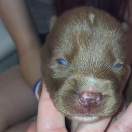 Rebella - Red and white female Siberian Husky puppy in Richland, Mississippi from Feazell’s Siberian Huskies
