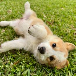 Tabby (pink collar) - Red female Pembroke Welsh Corgi puppy in Alvin, Texas from Cottonwood Corgis