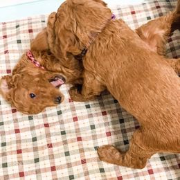 Goldendoodle Puppies from Bear Ridge Doodles