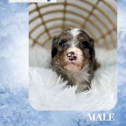 Marley - Blue merle male Bernedoodle puppy in Sterling, Colorado from North 40 Doodles