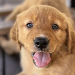 BLUE - Dark golden Golden Retriever puppy in Woodland Hills, California from Rowan Red Retrievers