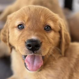 BLUE - Dark golden Golden Retriever puppy in Woodland Hills, California from Rowan Red Retrievers