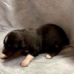 Mitch - Black tri-color male Australian Shepherd puppy in Mount Vernon, Texas from RJ's Aussie Posse
