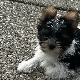 Yorkshire Terriers from Renee’s pawfectly pampered yorkies