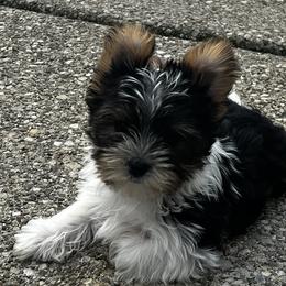Yorkshire Terriers from Renee’s pawfectly pampered yorkies