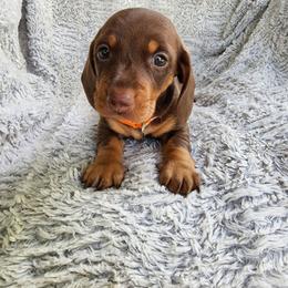 Tabbie orange - Chocolate and tan female Dachshund puppy in Dunnellon, Florida from Southern Class with Sass Doxies