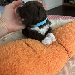 Little boy blue - Brown roan male Lagotto Romagnolo puppy in Farmington, New Hampshire from Millie Grace Haven