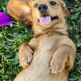 Dachshunds from Oscar's Dachshunds