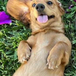 Dachshunds from Oscar's Dachshunds