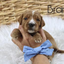 Brandy - Red  female Goldendoodle puppy in Casa Grande, Arizona from AzDoodle Dandies
