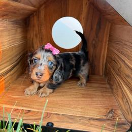 Black and Tan Dapole Female - Dapple female Dachshund puppy in South Willard, Utah from Doxies in the Sun