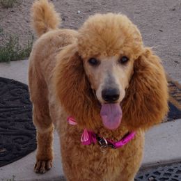 Cayenne - Poodle