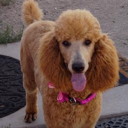 Cayenne - Poodle
