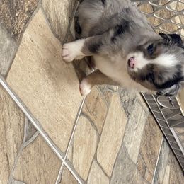 Miniature Australian Shepherd Puppies from Diamond R Aussies