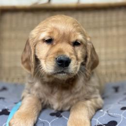 Mr Blue - Golden male Golden Retriever puppy in Tonasket, Washington from Denzil’s Goldens