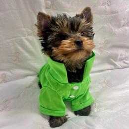 Boy - Black and tan male Yorkshire Terrier puppy in Seattle, Washington from 🎀 Yorkies Boutique Babydolls 🎀
