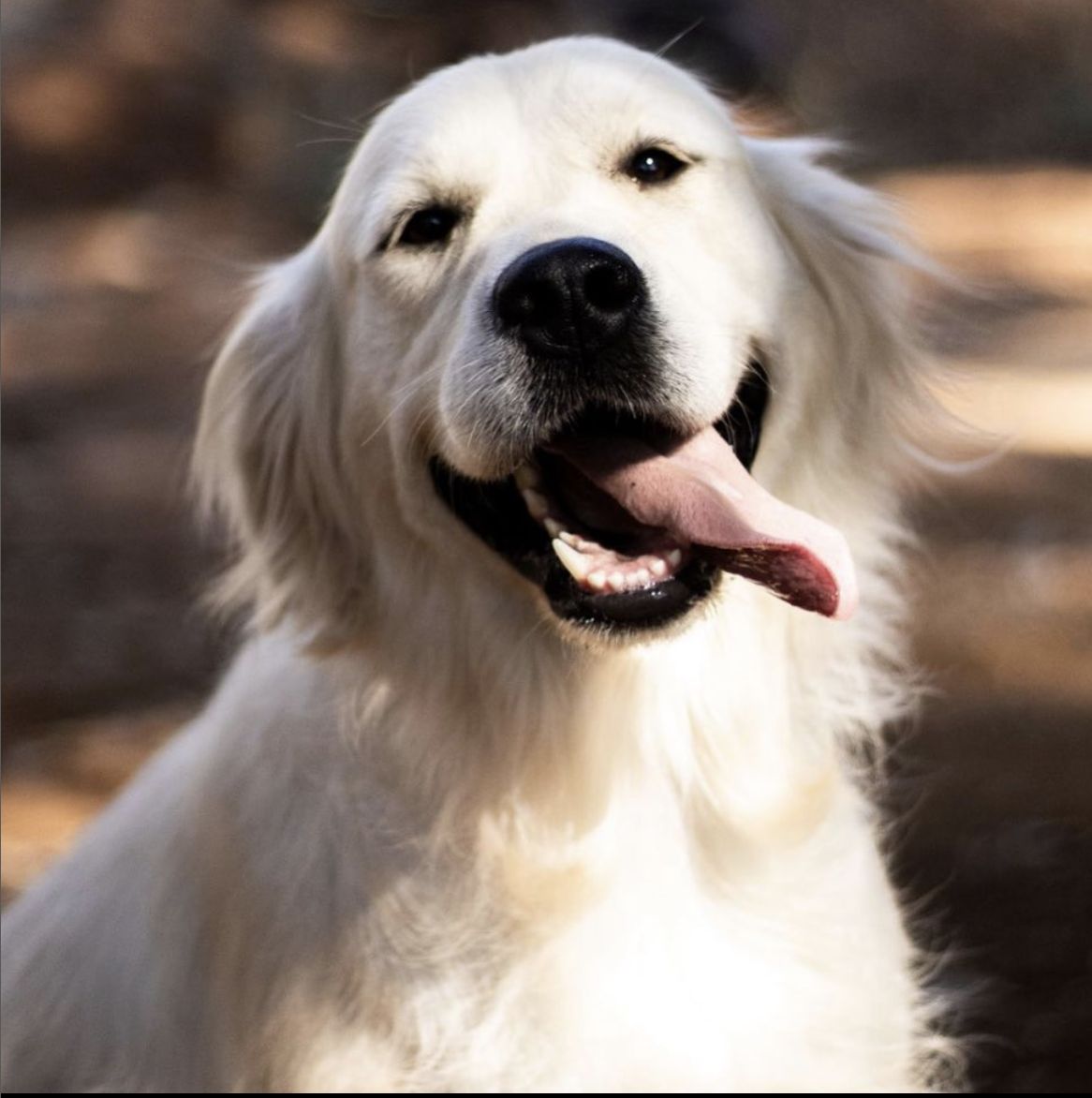 Creamy Retrievers In California Golden Retriever And Goldendoodle   4233pw1n06rnj7yftgm8r235kixe 