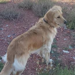 Golden Retrievers from Golden Grams Retrievers