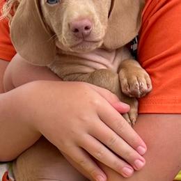 Dachshunds from CBOO Doxies