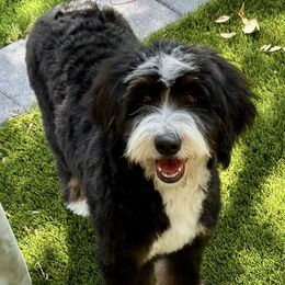 Summer - Bernedoodle