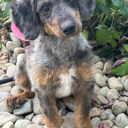 Stanley - Merle male Bernedoodle puppy in Caldwell, Idaho from Treasure Valley Poodles