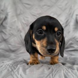 Boy 1 Black and Tan - Black and tan male Dachshund puppy in Casa Grande, Arizona from Short n Sassy Dachshunds of AZ