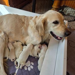 Red Boy - Light golden male Golden Retriever puppy in Albuquerque, New Mexico from Teeter's Desert  Goddess Goldens