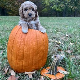 Maze - Red  female Goldendoodle puppy in Gower, Missouri from Hillside Paws