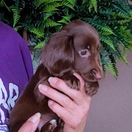 Krissy - Chocolate female Dachshund puppy in Phoenix, Arizona from AZ's Prestigious Minature Dachshunds