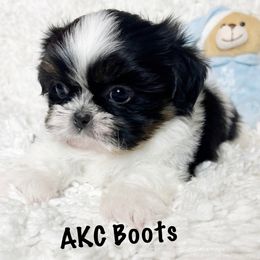 AKC Tiny Boots - Black gold and white male Shih Tzu puppy in Greenville, South Carolina from Babyface Shih Tzu