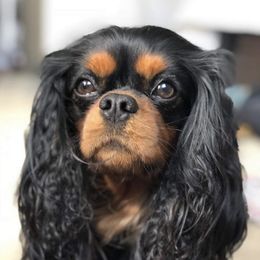 Boston - Cavalier King Charles Spaniel