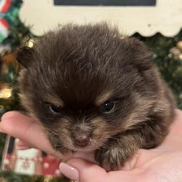 Pomeranians from The Dog House at Hidden Acres Farm