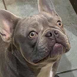 Chris - French Bulldog