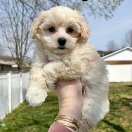 Yoda - Cream male Maltipoo puppy in Morehead, Kentucky from Paw Perfect Pets